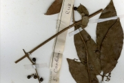 <strong>Rubiaceae - Keetia - Keetia venosa (Oliv.) Bridson</strong><br />© hnb