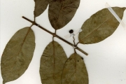 <strong>Rubiaceae - Keetia - Keetia venosa (Oliv.) Bridson</strong><br />© hnb