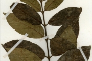 <strong>Rubiaceae - Keetia - Keetia venosa (Oliv.) Bridson</strong><br />© hnb
