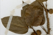 <strong>Moraceae - Ficus - Ficus ingens (Miq.) Miq.</strong><br />© hnb