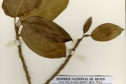 <strong>Moraceae - Ficus - Ficus ingens (Miq.) Miq.</strong><br />© hnb