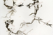 <strong>Rubiaceae - Oldenlandia - Oldenlandia corymbosa L.</strong><br />© hnb