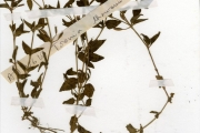 <strong>Scrophulariaceae - Torenia - Torenia thouarsii (Cham. & Schltdl.) Kuntze</strong><br />© hnb