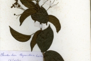 <strong>Verbenaceae - Clerodendrum - Clerodendrum thyrsoideum Gürke</strong><br />© hnb