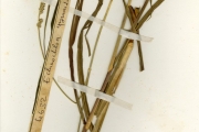 <strong>Poaceae - Echinochloa - Echinochloa pyramidalis (Lam.) Hitchc. & Chase</strong><br />© hnb
