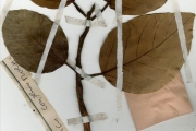 <strong>Moraceae - Ficus - Ficus trichopoda Baker</strong><br />© hnb