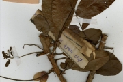 <strong>Euphorbiaceae - Hymenocardia - Hymenocardia acida Tul.</strong><br />© hnb