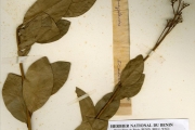 <strong>Icacinaceae - Icacina - Icacina oliviformis (Poir.) J.Raynal</strong><br />© hnb