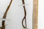 <strong>Orchidaceae - Eulophia - Eulophia cucullata (Afzel. ex Sw.) Steud.</strong><br />© hnb
