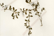 <strong>Molluginaceae - Glinus - Glinus oppositifolius (L.) Aug.DC.</strong><br />© hnb