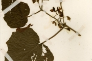 <strong>Martyniaceae - Martynia - Martynia annua L.</strong><br />© hnb