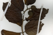 <strong>Rubiaceae - Sarcocephalus - Sarcocephalus latifolius (Sm.) Bruce</strong><br />© hnb