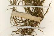 <strong>Poaceae - Digitaria - Digitaria ciliaris (Retz.) Koeler</strong><br />© hnb