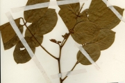 <strong>Leguminosae-Papilionoideae - Lonchocarpus - Lonchocarpus sericeus (Poir.) Kunth ex DC.</strong><br />© hnb