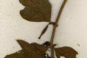 <strong>Loranthaceae - Tapinanthus - Tapinanthus globiferus (A.Rich.) Tiegh.</strong><br />© hnb