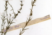 <strong>Scrophulariaceae - Striga - Striga asiatica (L.) Kuntze</strong><br />© hnb