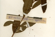 <strong>Clusiaceae - Psorospermum - Psorospermum corymbiferum Hochr. var. doeringii (Engl.) Keay & Milne-Redh.</strong><br />© hnb