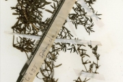 <strong>Rubiaceae - Oldenlandia - Oldenlandia capensis L.f.</strong><br />© hnb