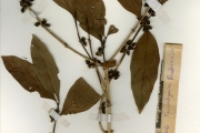 <strong>Rubiaceae - Tricalysia - Tricalysia okelensis Hiern</strong><br />© hnb