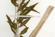 <strong>Violaceae - Hybanthus - Hybanthus enneaspermus (L.) F.Muell.</strong><br />© hnb
