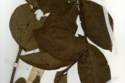 <strong>Rubiaceae - Fadogia - Fadogia erythrophloea (K.Schum. & K.Krause) Hutch. & Dalziel</strong><br />© hnb