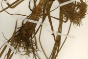 <strong>Cyperaceae - Cyperus - Cyperus congensis C.B.Clarke</strong><br />© hnb