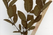 <strong>Rubiaceae - Fadogia - Fadogia andersonii Robyns</strong><br />© hnb