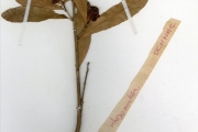 <strong>Ochnaceae - Ochna - Ochna rhizomatosa (Tiegh.) Keay</strong><br />© hnb
