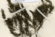<strong>Asparagaceae - Asparagus - Asparagus schroederi Engl.</strong><br />© hnb
