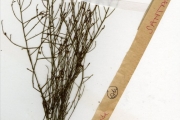 <strong>Santalaceae - Thesium - Thesium viride A.W.Hill</strong><br />© hnb