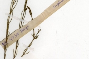 <strong>Scrophulariaceae - Striga - Striga asiatica (L.) Kuntze</strong><br />© hnb