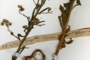 <strong>Asteraceae - Erigeron - Conyza sumatrensis (Retz.) E.Walker</strong><br />© hnb