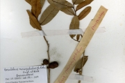 <strong>Annonaceae - Hexalobus - Hexalobus monopetalus (A.Rich.) Engl. & Diels</strong><br />© hnb