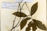 <strong>Ochnaceae - Ochna - Ochna membranacea Oliv.</strong><br />© hnb