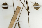 <strong>Orchidaceae - Eulophia - Eulophia monile Rchb.f.</strong><br />© hnb