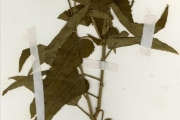 <strong>Euphorbiaceae - Tragia - Tragia vogelii Keay</strong><br />© hnb