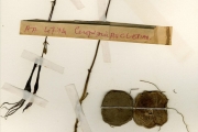 <strong>Asclepiadaceae - Ceropegia - Ceropegia campanulata G.Don</strong><br />© hnb