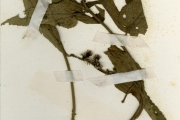 <strong>Euphorbiaceae - Tragia - Tragia vogelii Keay</strong><br />© hnb