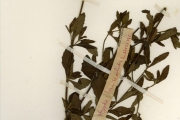 <strong>Lamiaceae - Hyptis - Hyptis lanceolata Poir.</strong><br />© hnb