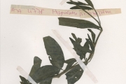 <strong>Acanthaceae - Justicia - Justicia insularis T.Anderson</strong><br />© hnb