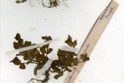 <strong>Scrophulariaceae - Lindernia - Lindernia diffusa (L.) Wettst.</strong><br />© hnb