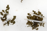 <strong>Scrophulariaceae - Lindernia - Lindernia diffusa (L.) Wettst.</strong><br />© hnb