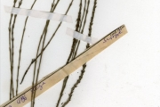 <strong>Scrophulariaceae - Striga - Striga asiatica (L.) Kuntze</strong><br />© hnb