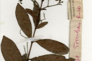 <strong>Rubiaceae - Pouchetia - Pouchetia africana A.Rich. ex DC.</strong><br />© hnb