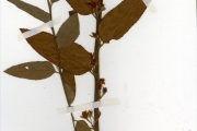<strong>Tiliaceae - Grewia - Grewia mollis Juss.</strong><br />© hnb