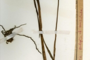 <strong>Orchidaceae - Eulophia - Eulophia cucullata (Afzel. ex Sw.) Steud.</strong><br />© hnb