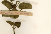 <strong>Asclepiadaceae - Marsdenia - Marsdenia obscura (Bullock) Omlor</strong><br />© hnb