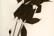 <strong>Araliaceae - Cussonia - Cussonia arborea Hochst. ex A.Rich.</strong><br />© hnb