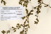 <strong>Molluginaceae - Glinus - Glinus lotoides L.</strong><br />© hnb