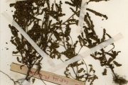 <strong>Euphorbiaceae - Phyllanthus - Phyllanthus sublanatus Schumach. & Thonn.</strong><br />© hnb